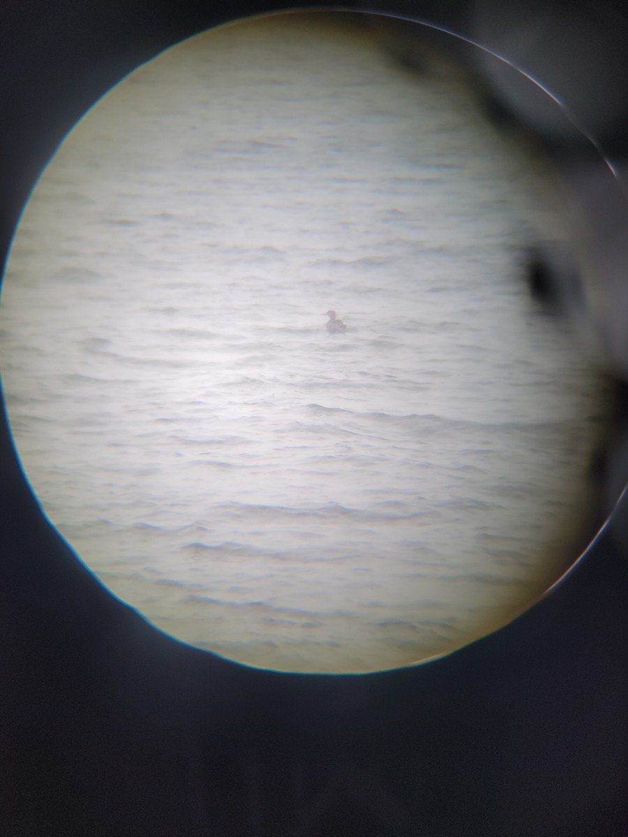 Red-breasted Merganser - ML511500421