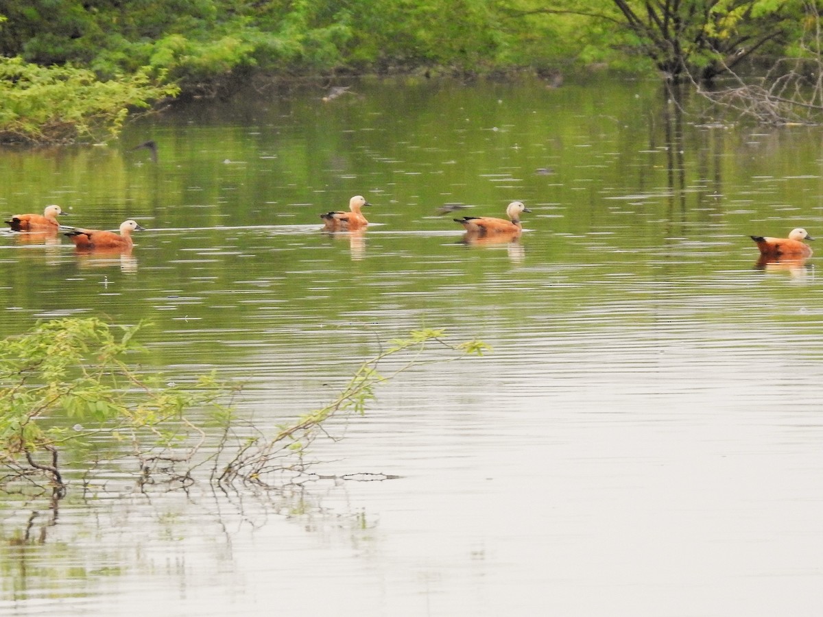 Ruddy Shelduck - ML511500641