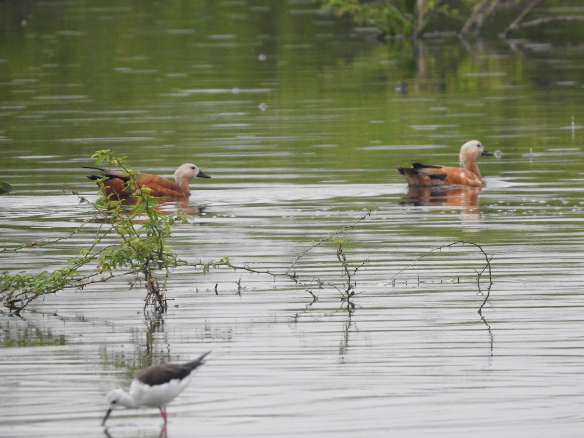 Ruddy Shelduck - ML511500661