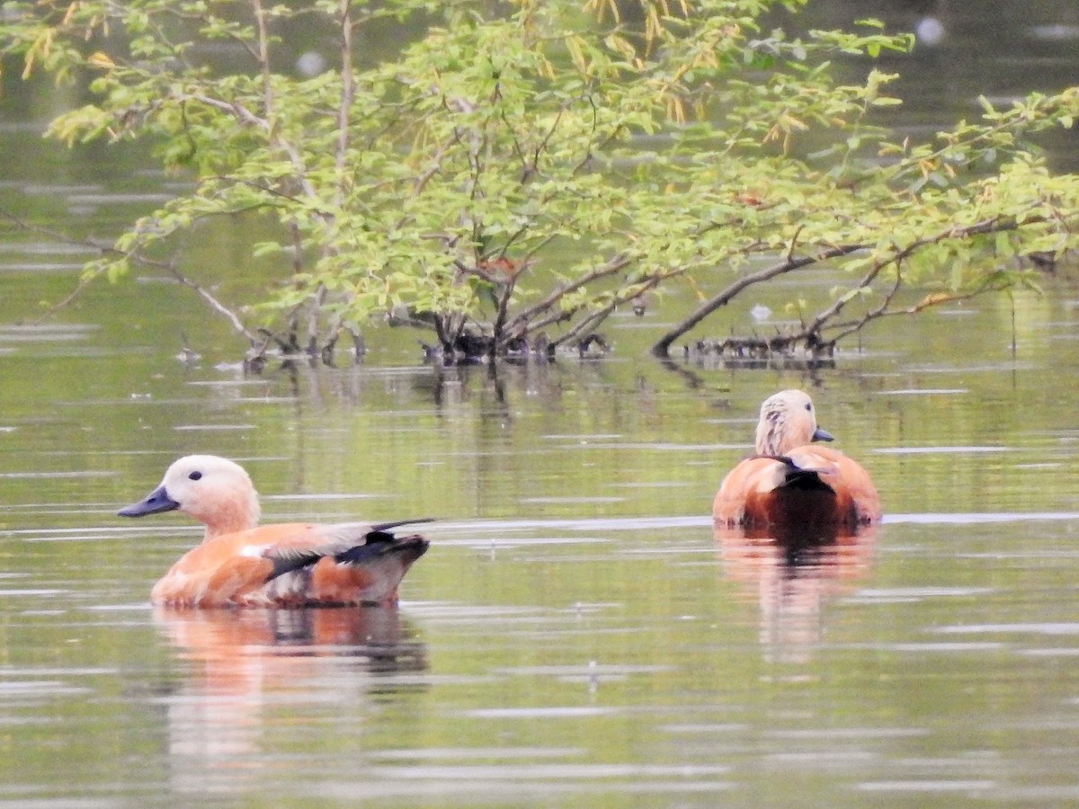 Ruddy Shelduck - ML511500841