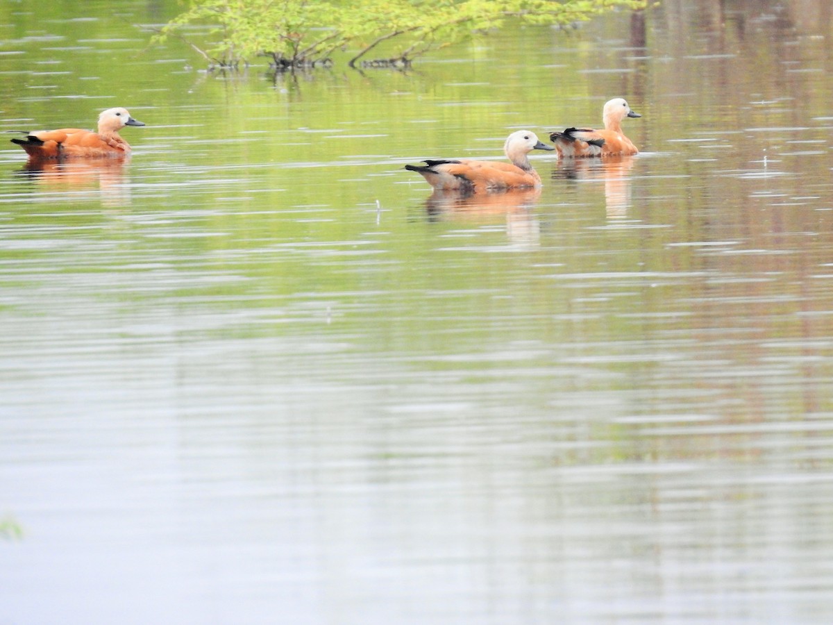 Ruddy Shelduck - ML511500891