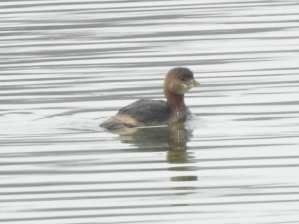 Pied-billed Grebe - ML511503021