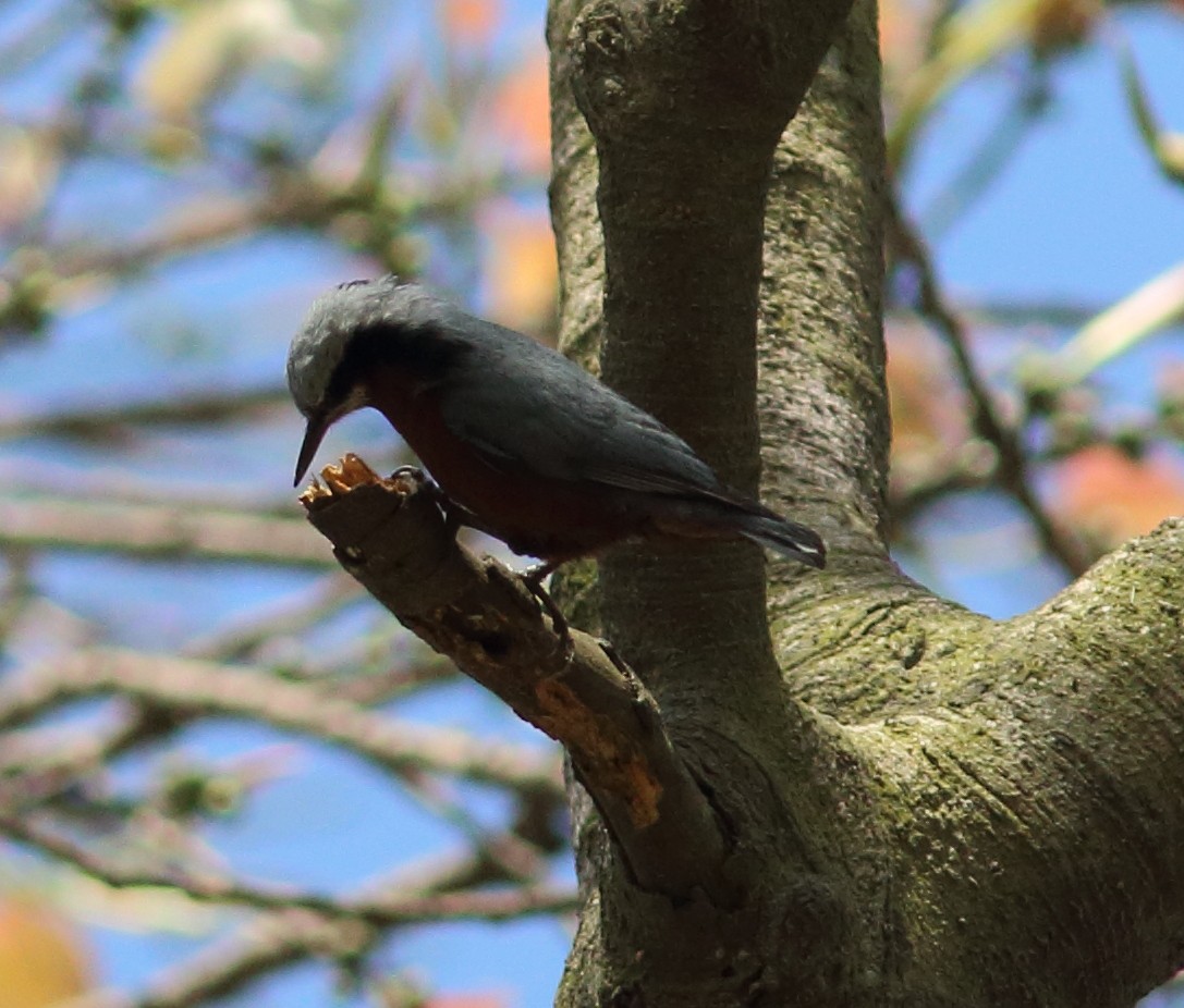 Indian Nuthatch - ML51150311