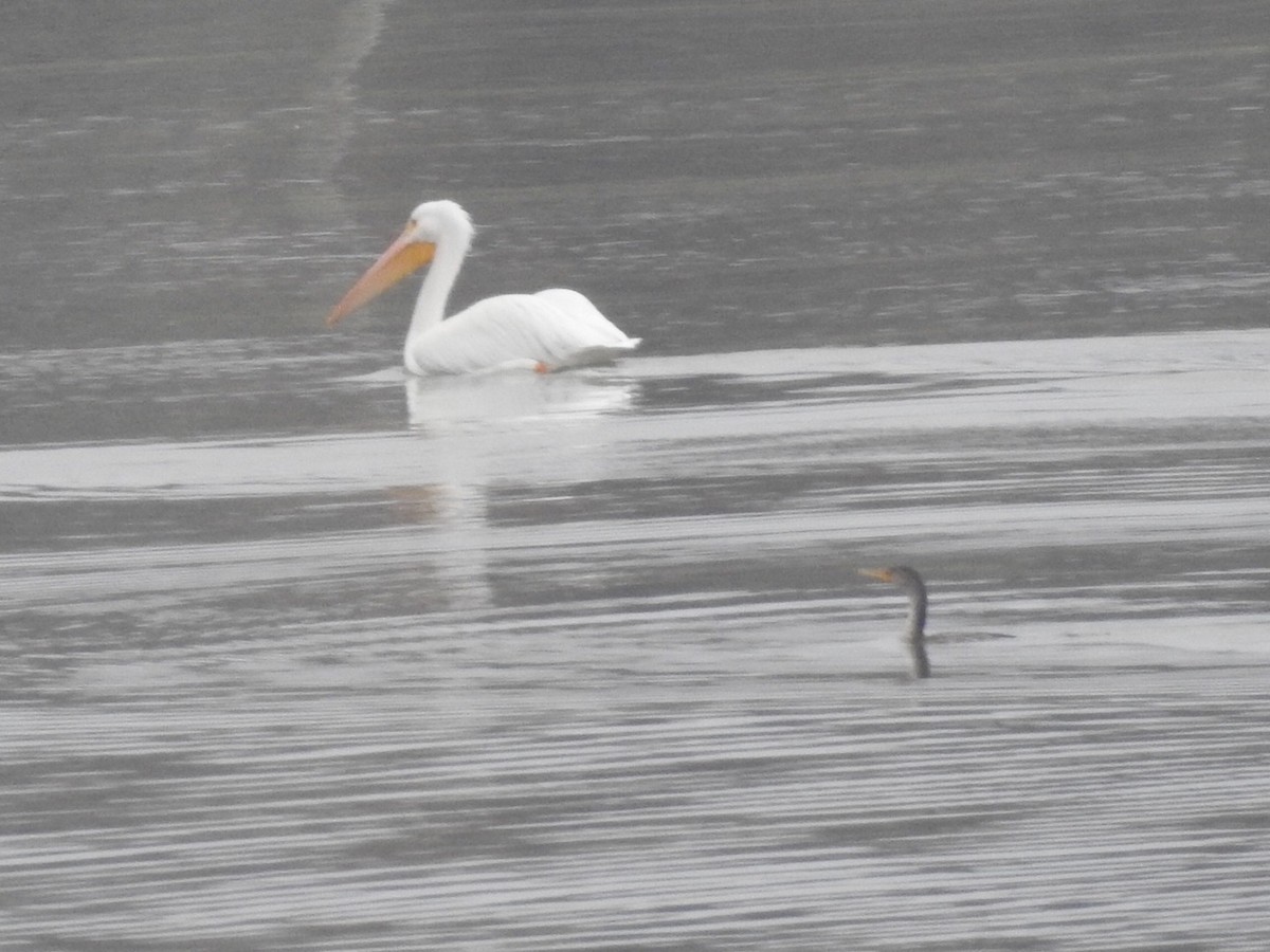 American White Pelican - ML511503251