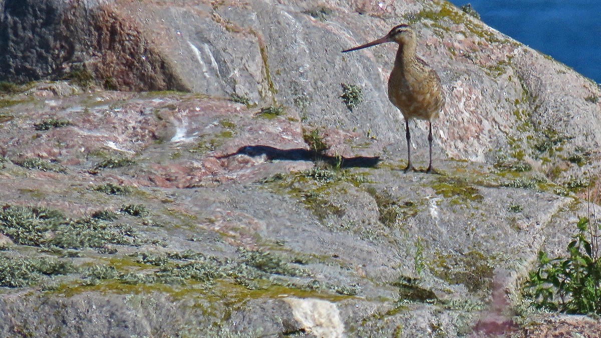 Bar-tailed Godwit - ML511503261