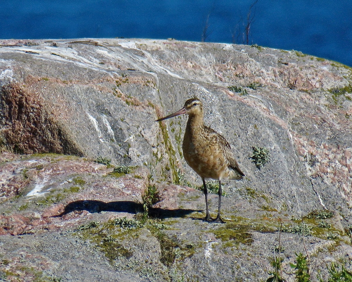 Bar-tailed Godwit - ML511503271