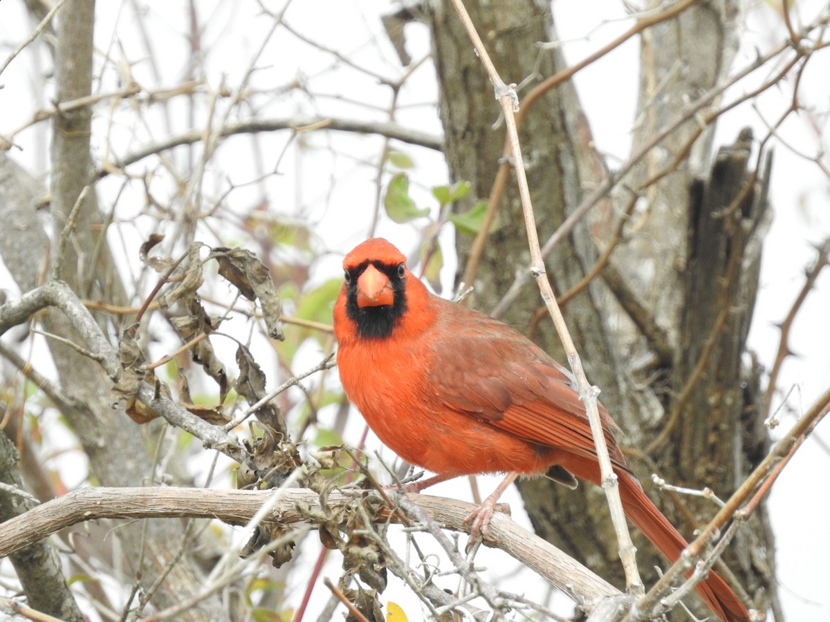 Northern Cardinal - ML511503381