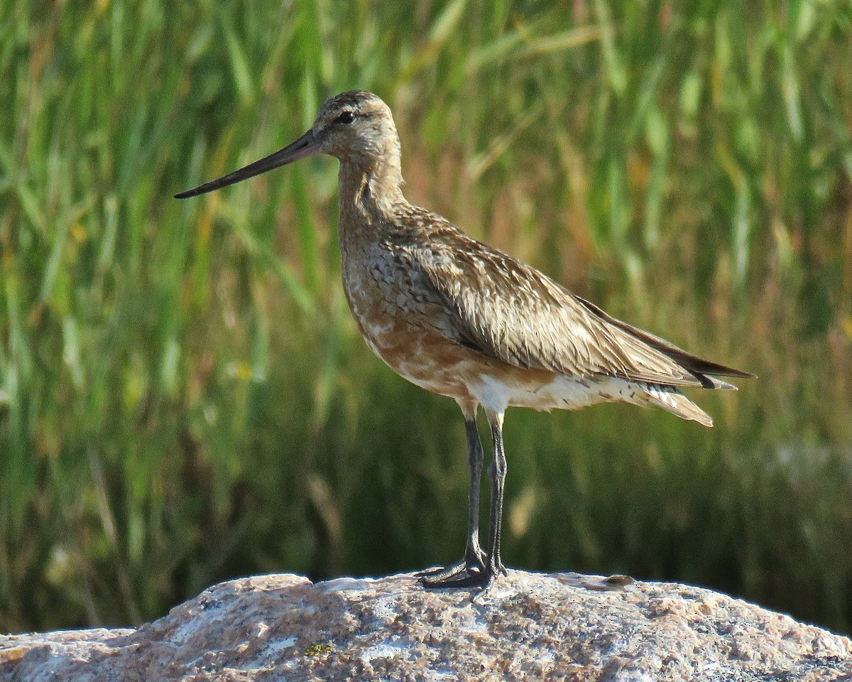 Bar-tailed Godwit - ML511503671