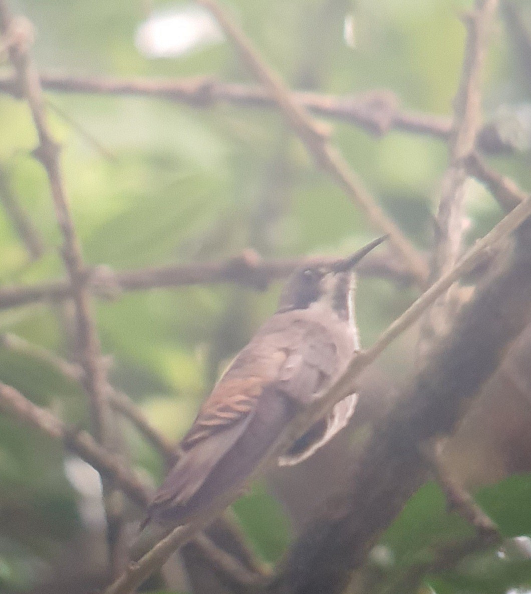 Brown Violetear - ML511503691