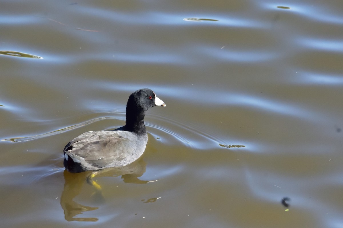 American Coot - Anonymous