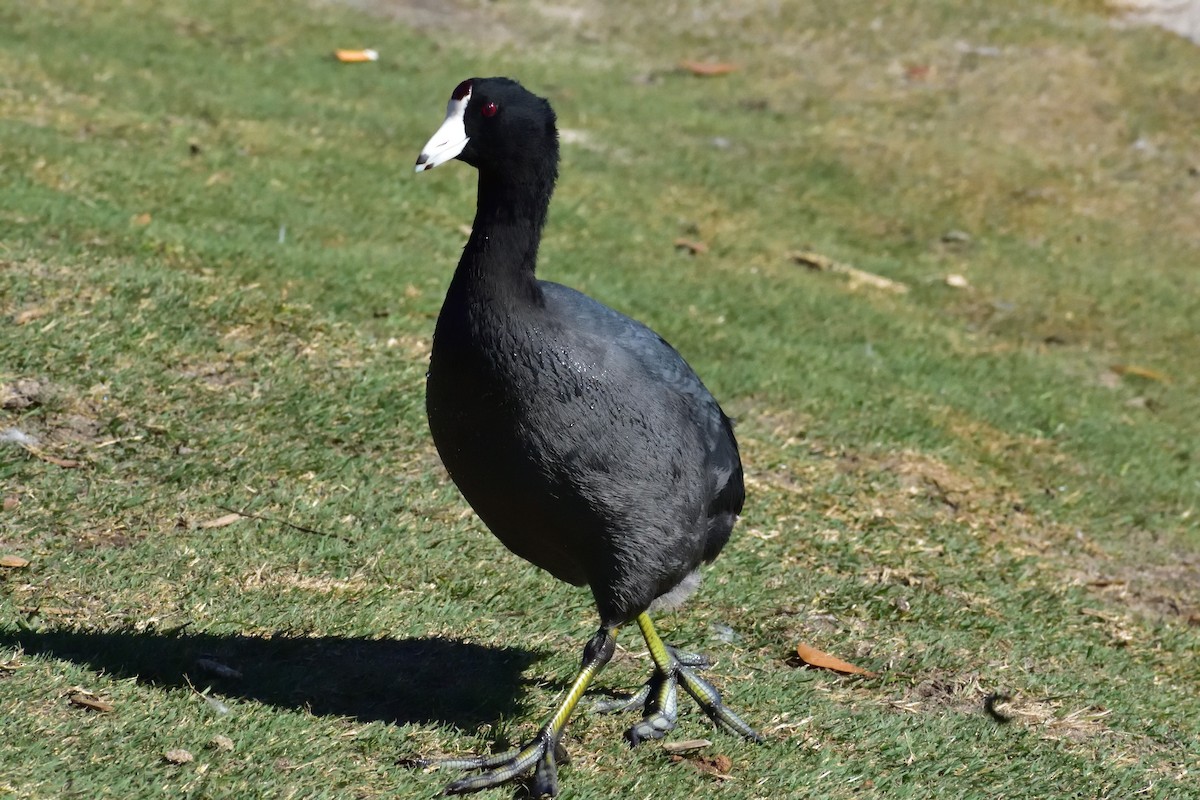 American Coot - Anonymous