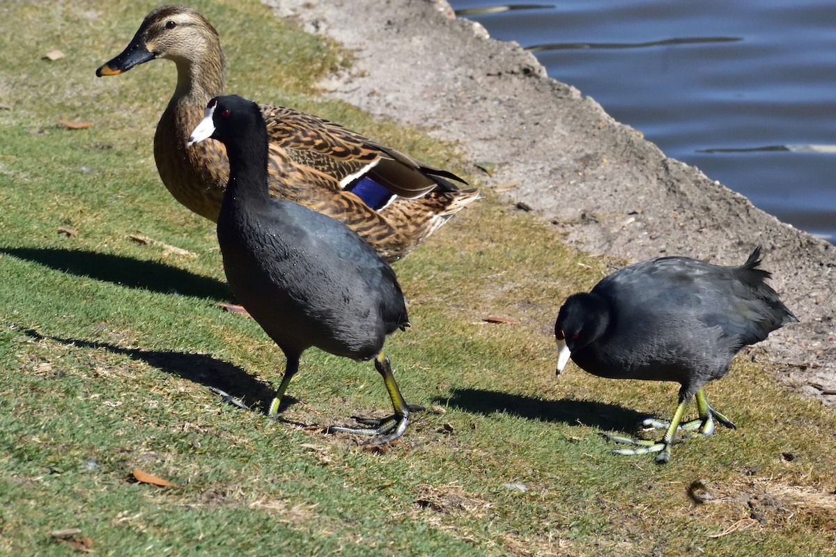 American Coot - Anonymous