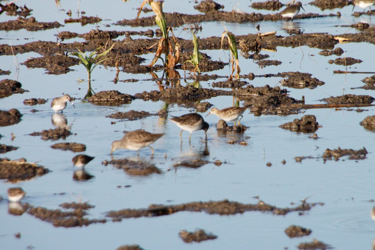 Pectoral Sandpiper - Dane Fagundes