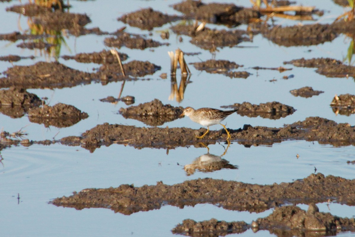 Pectoral Sandpiper - ML511504081