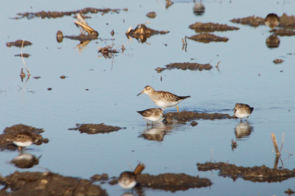 Pectoral Sandpiper - ML511504091