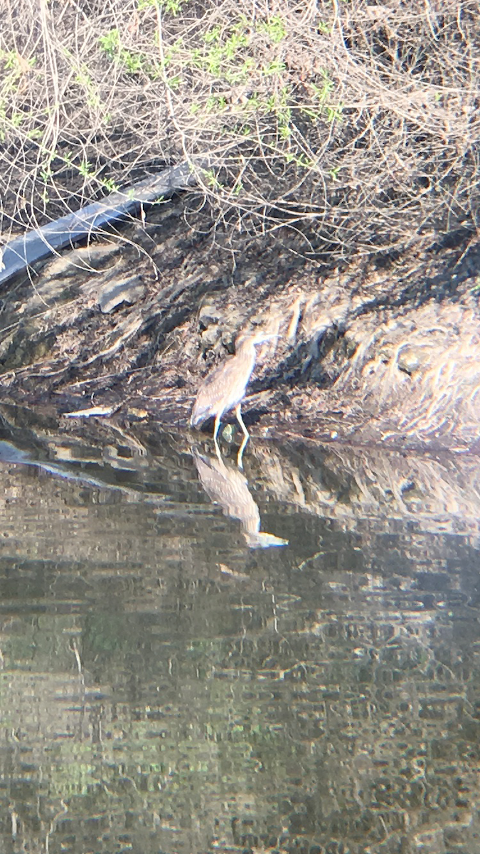 Black-crowned Night Heron - ML51150451