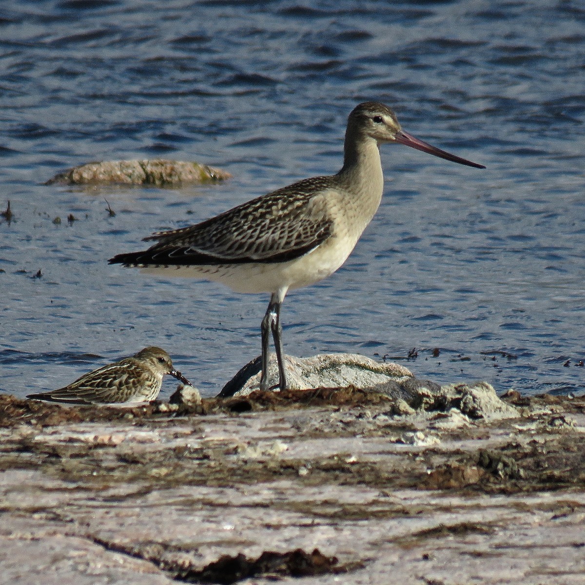 Bar-tailed Godwit - ML511504701