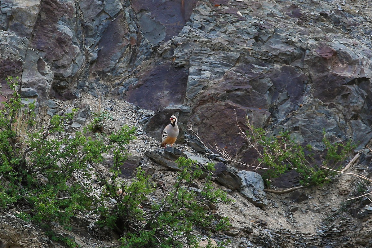 Chukar - Adamaya Tomar