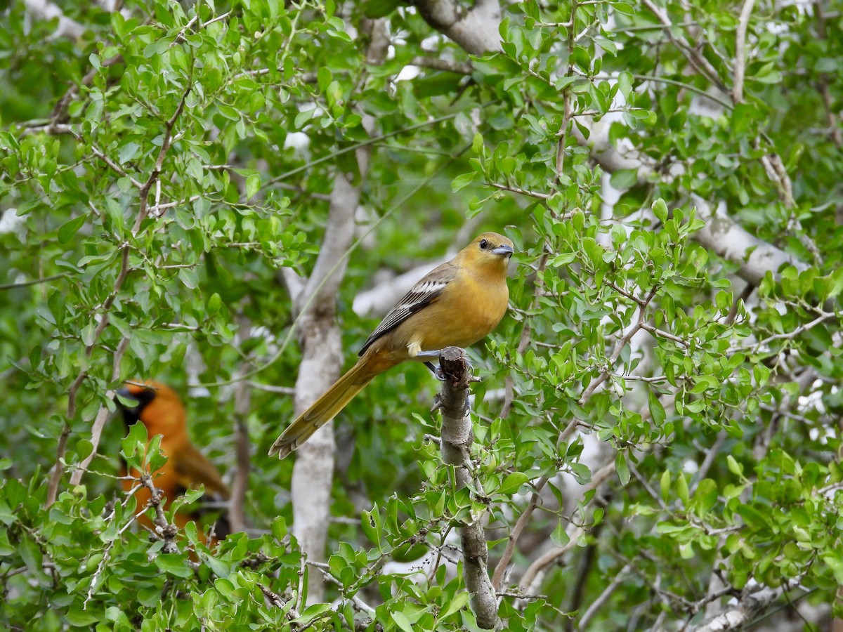 Hooded Oriole - ML511506191