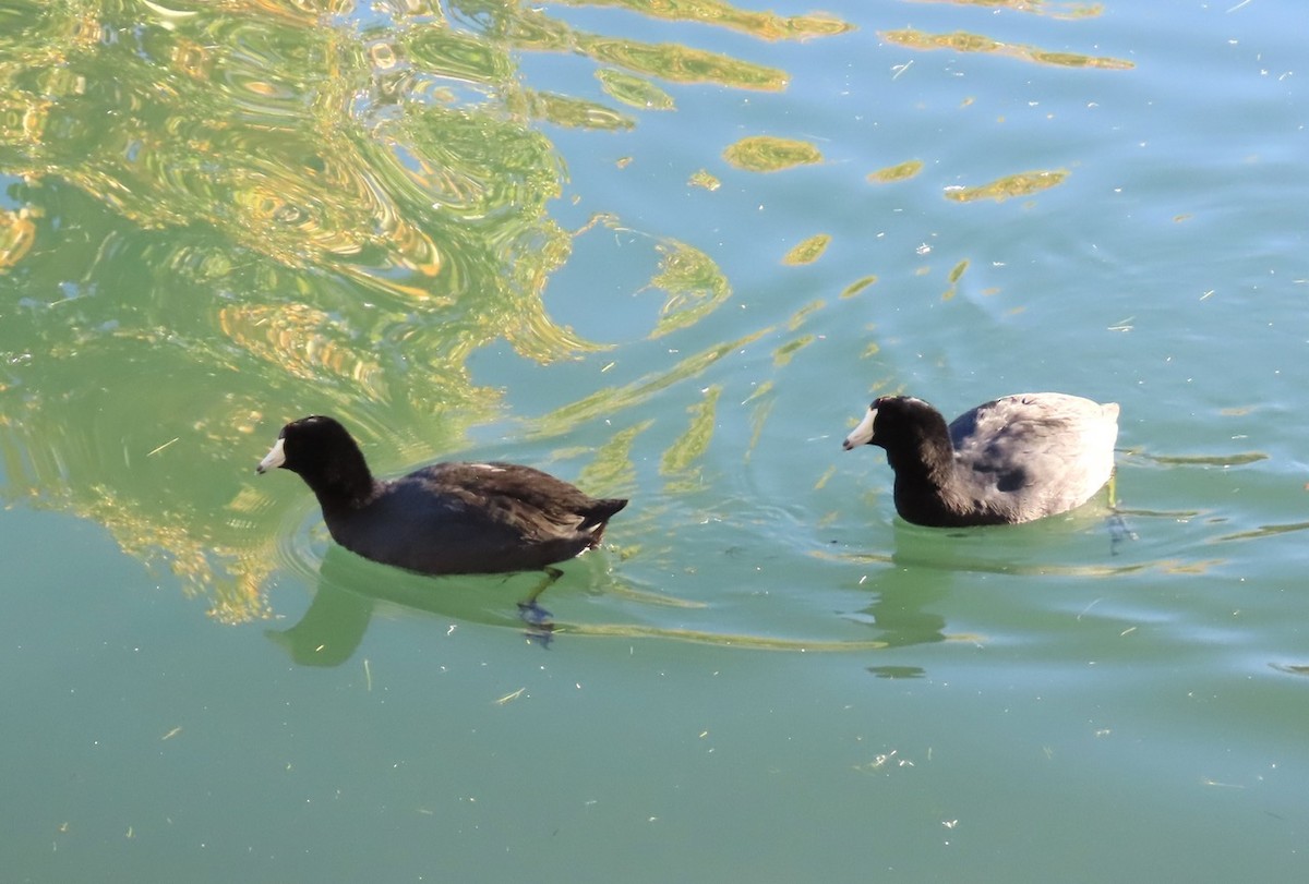 American Coot - ML511507291