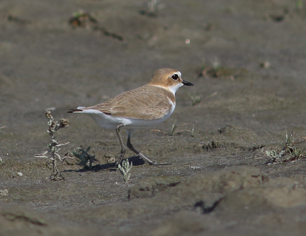 Kentish Plover - ML51150741