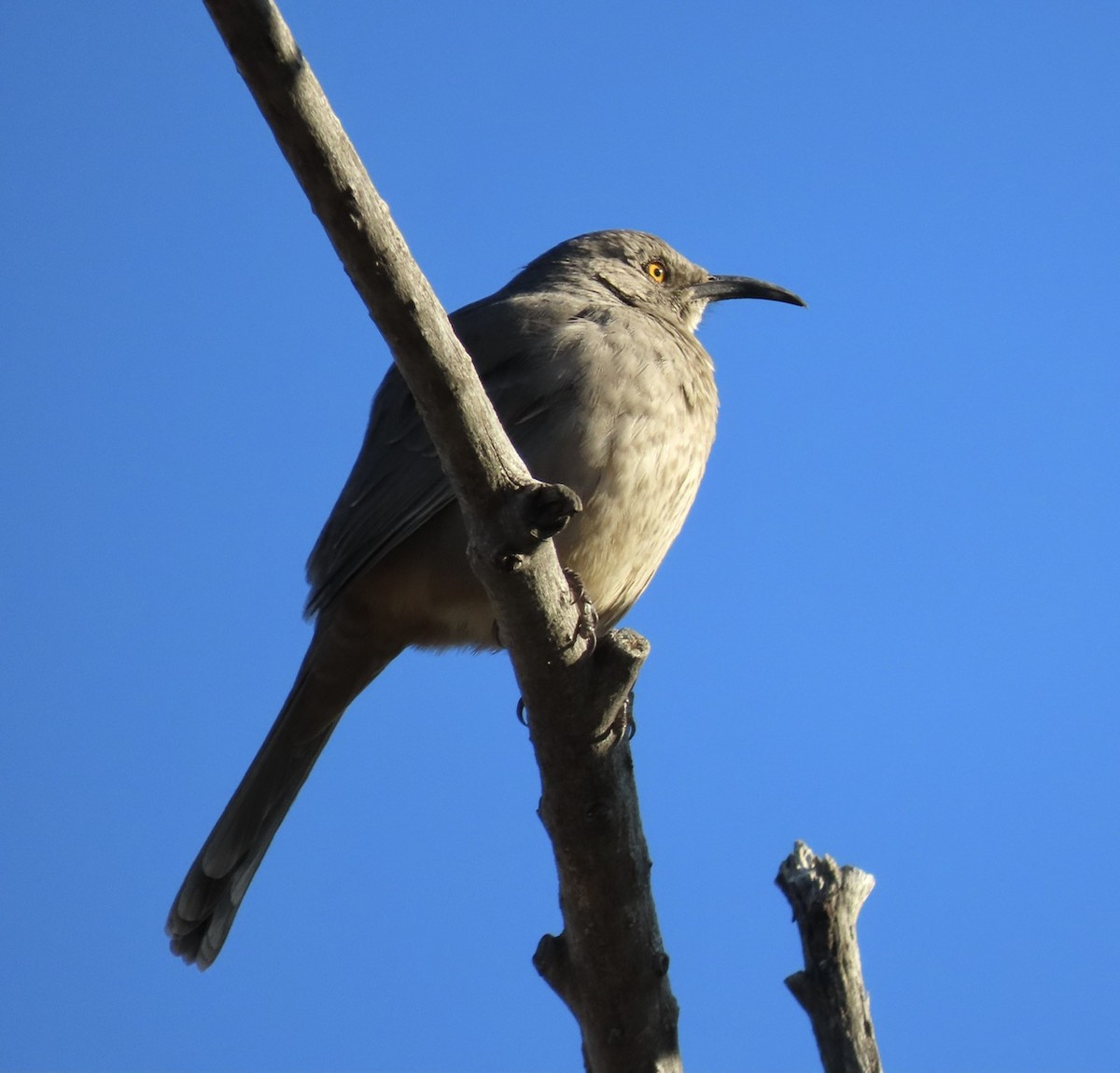 Curve-billed Thrasher - ML511507661