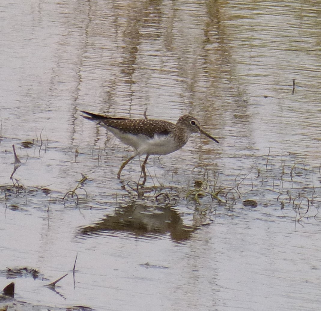 Solitary Sandpiper - ML51150791