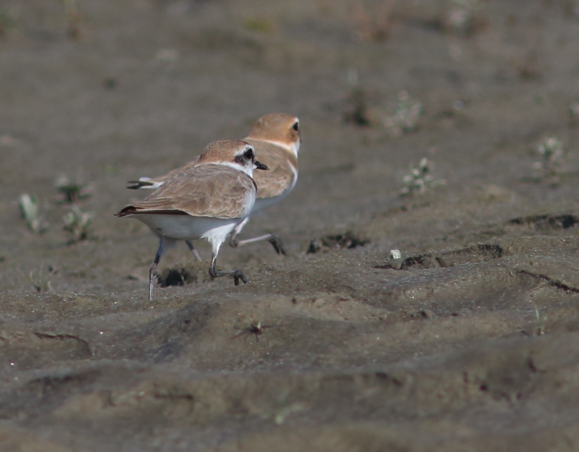 Kentish Plover - ML51150801