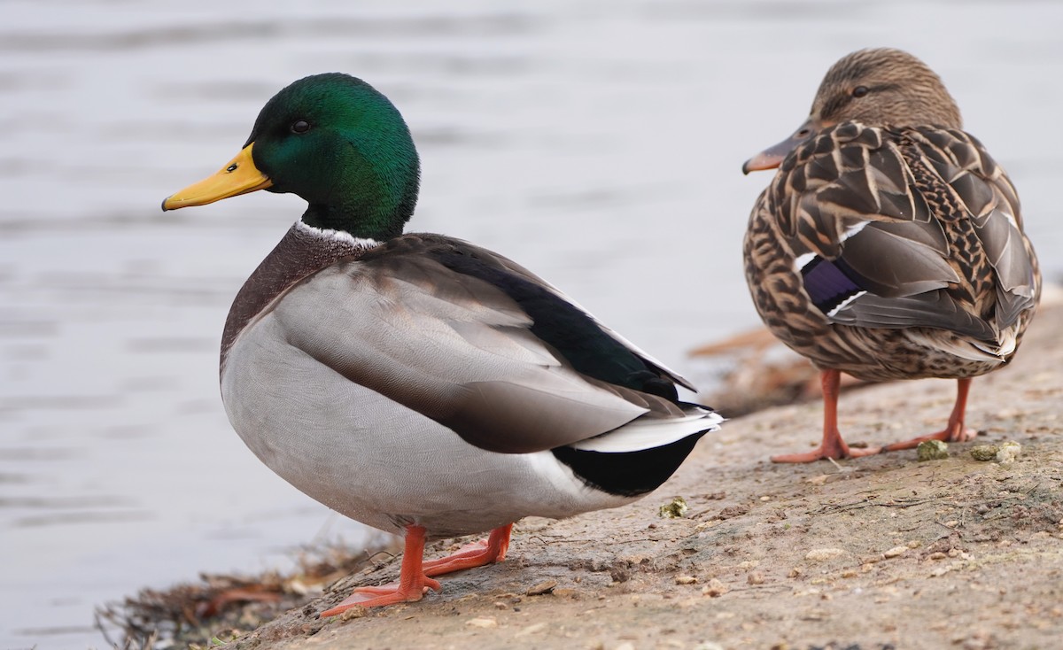 Canard colvert - ML511508291