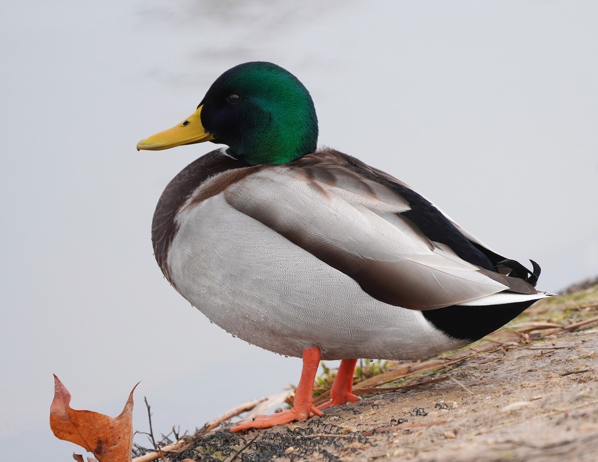 Canard colvert - ML511508301