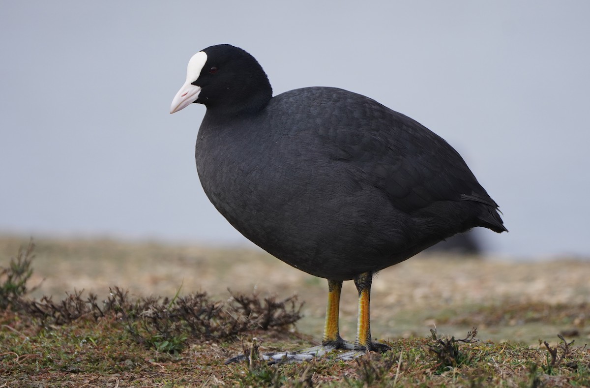 Eurasian Coot - ML511509681