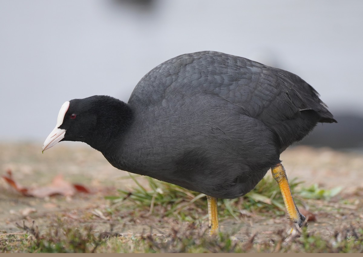 Eurasian Coot - ML511509691