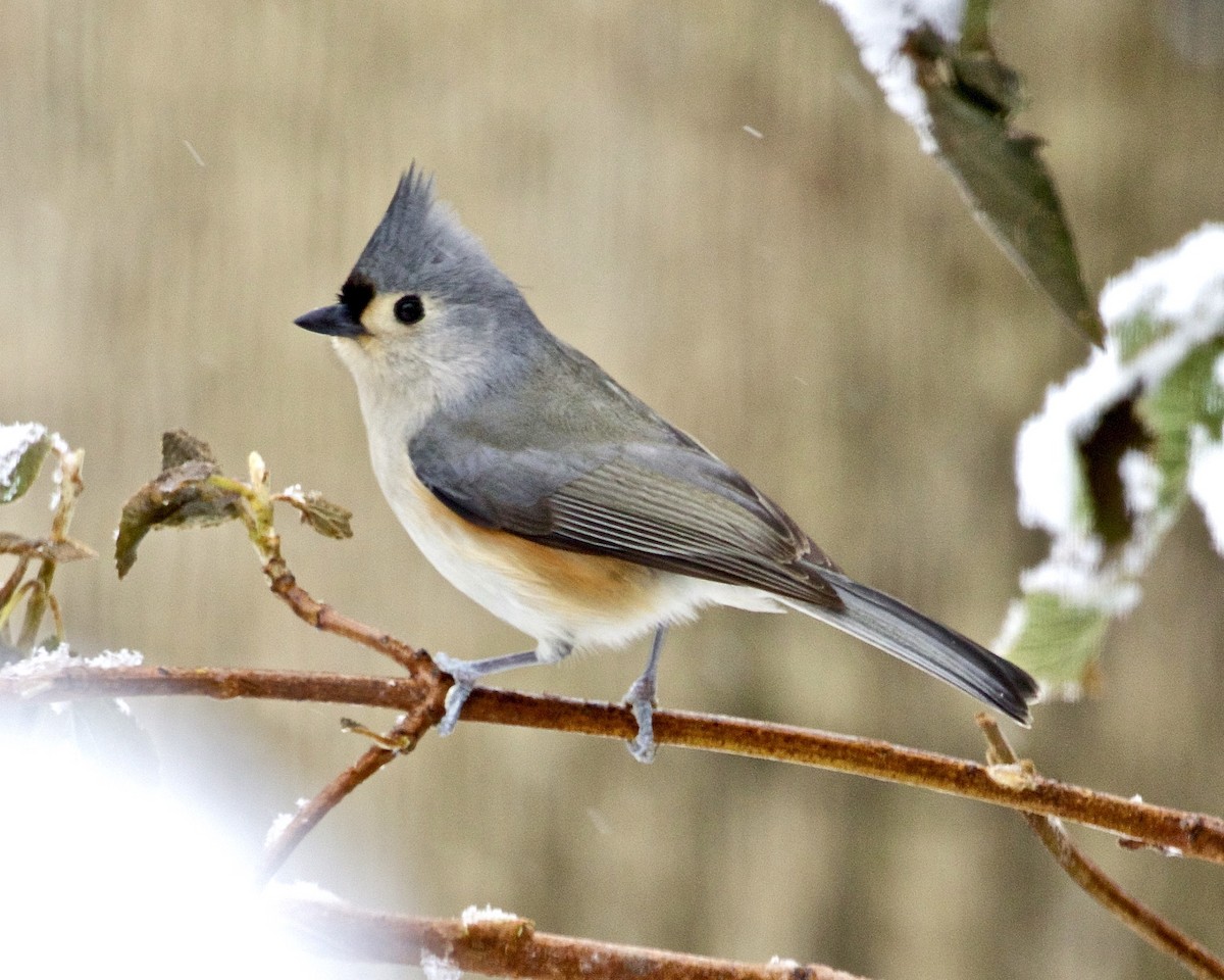 Tufted Titmouse - ML511510171