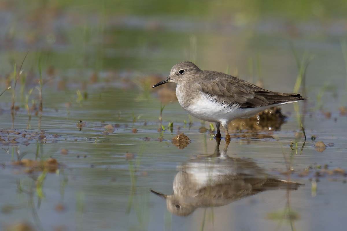 Temminck's Stint - ML511510281