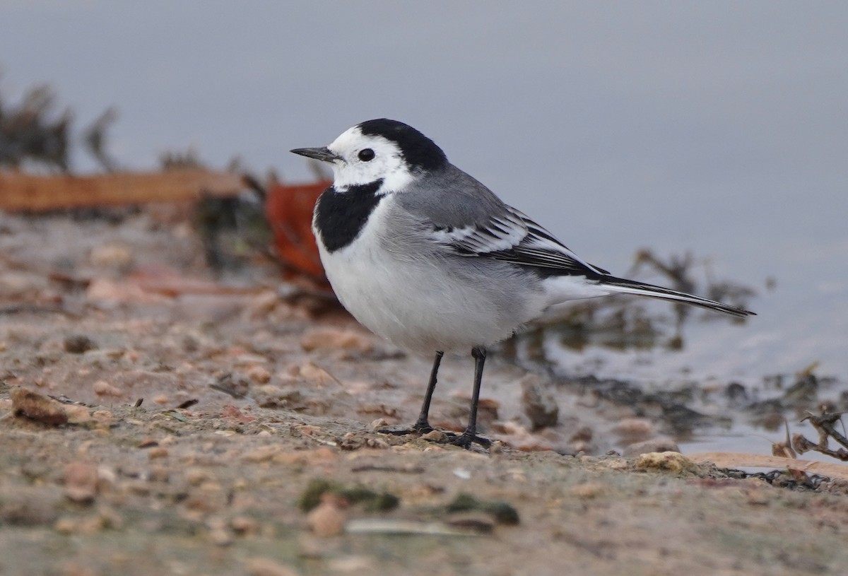 White Wagtail - ML511510311