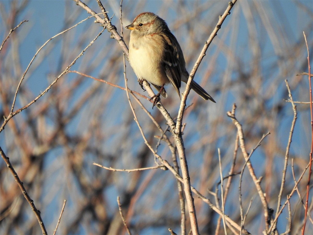 American Tree Sparrow - ML511510631