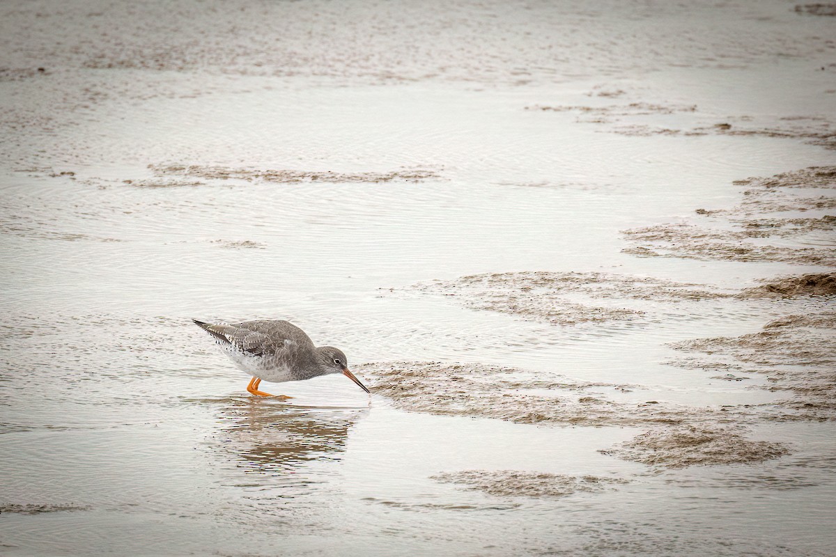 Common Redshank - ML511510981