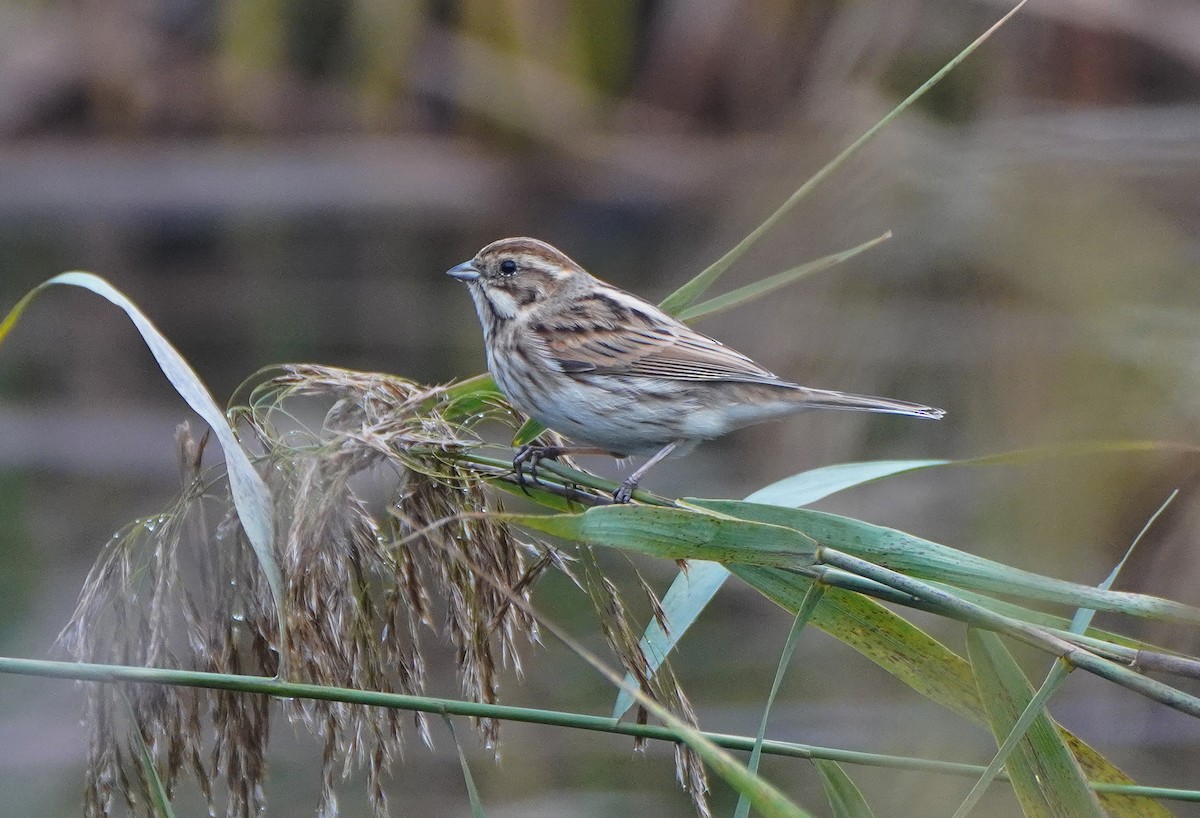 Reed Bunting - Javier Train Garcia