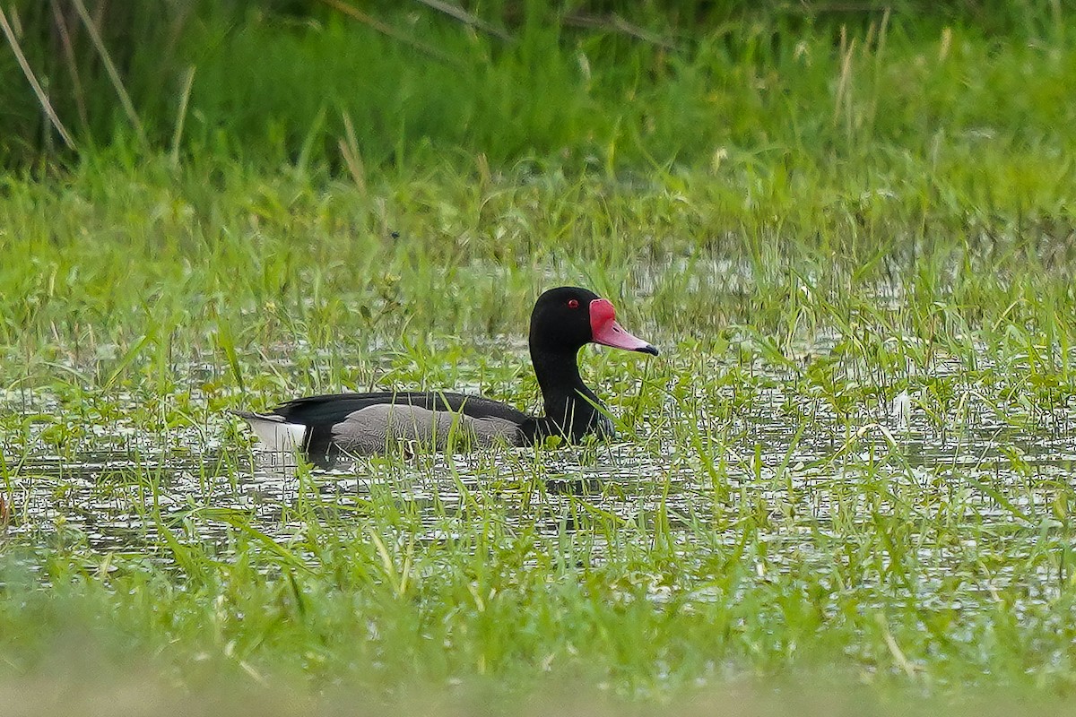 Rosy-billed Pochard - ML511511591