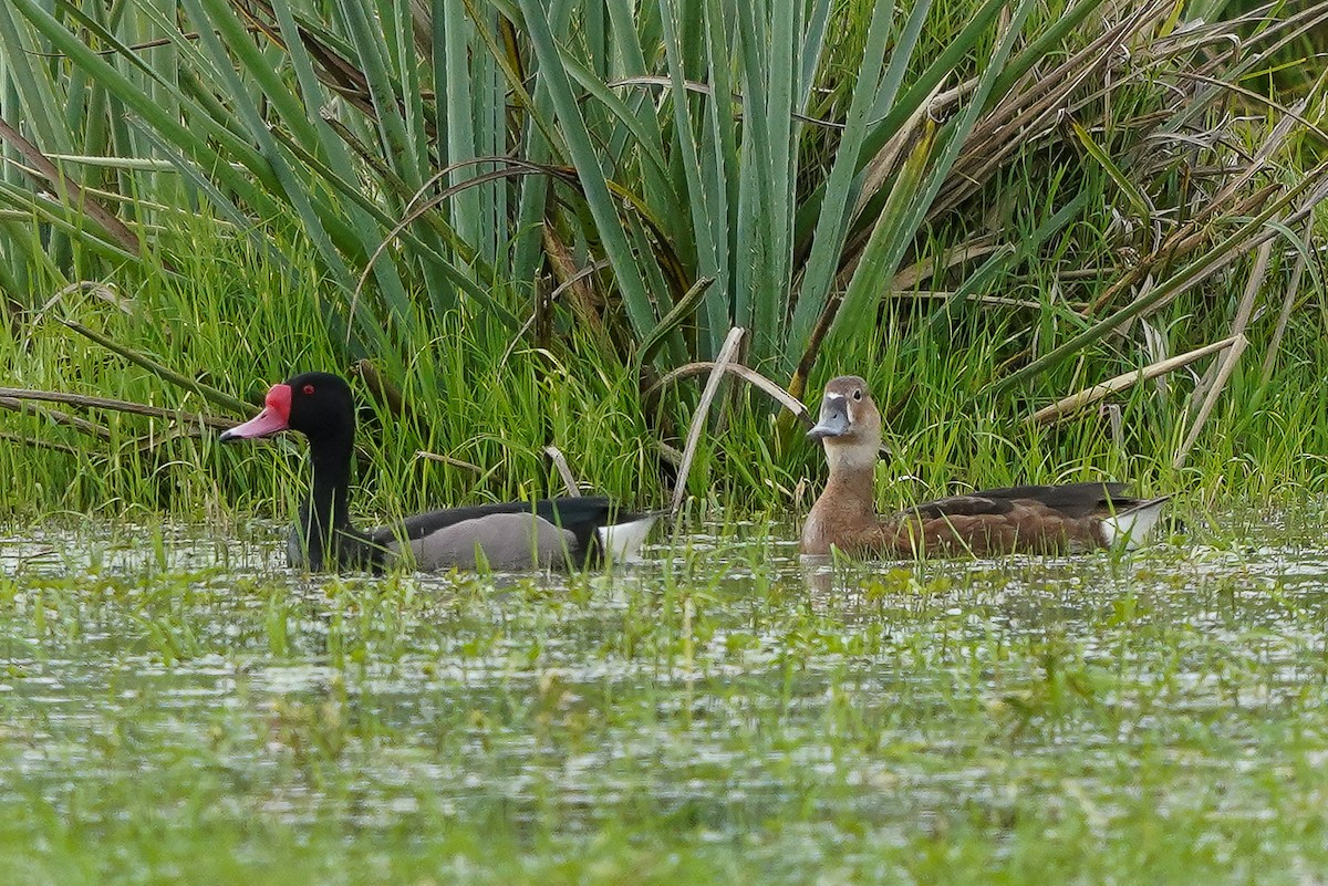 Rosy-billed Pochard - Luis Piñeyrua