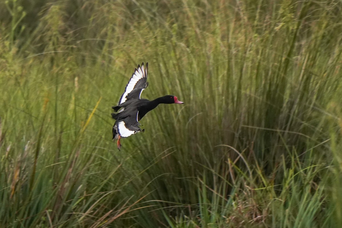 Rosy-billed Pochard - Luis Piñeyrua