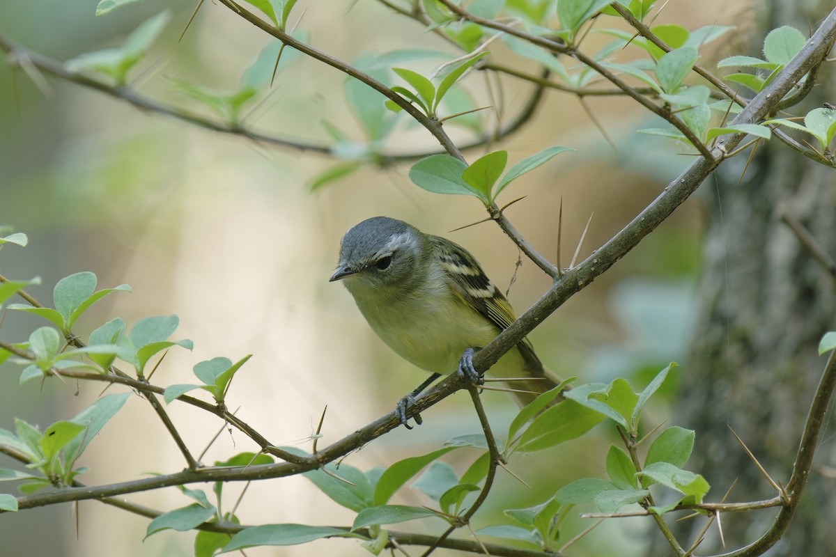 Buff-banded Tyrannulet - ML511512231