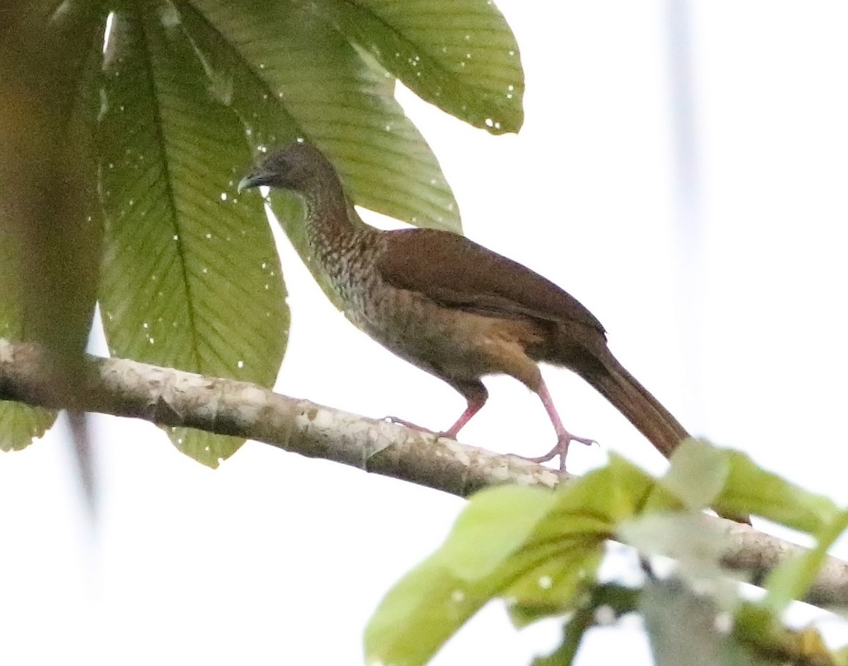 Speckled Chachalaca - ML511512281