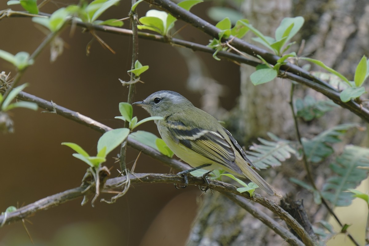 Buff-banded Tyrannulet - ML511512291