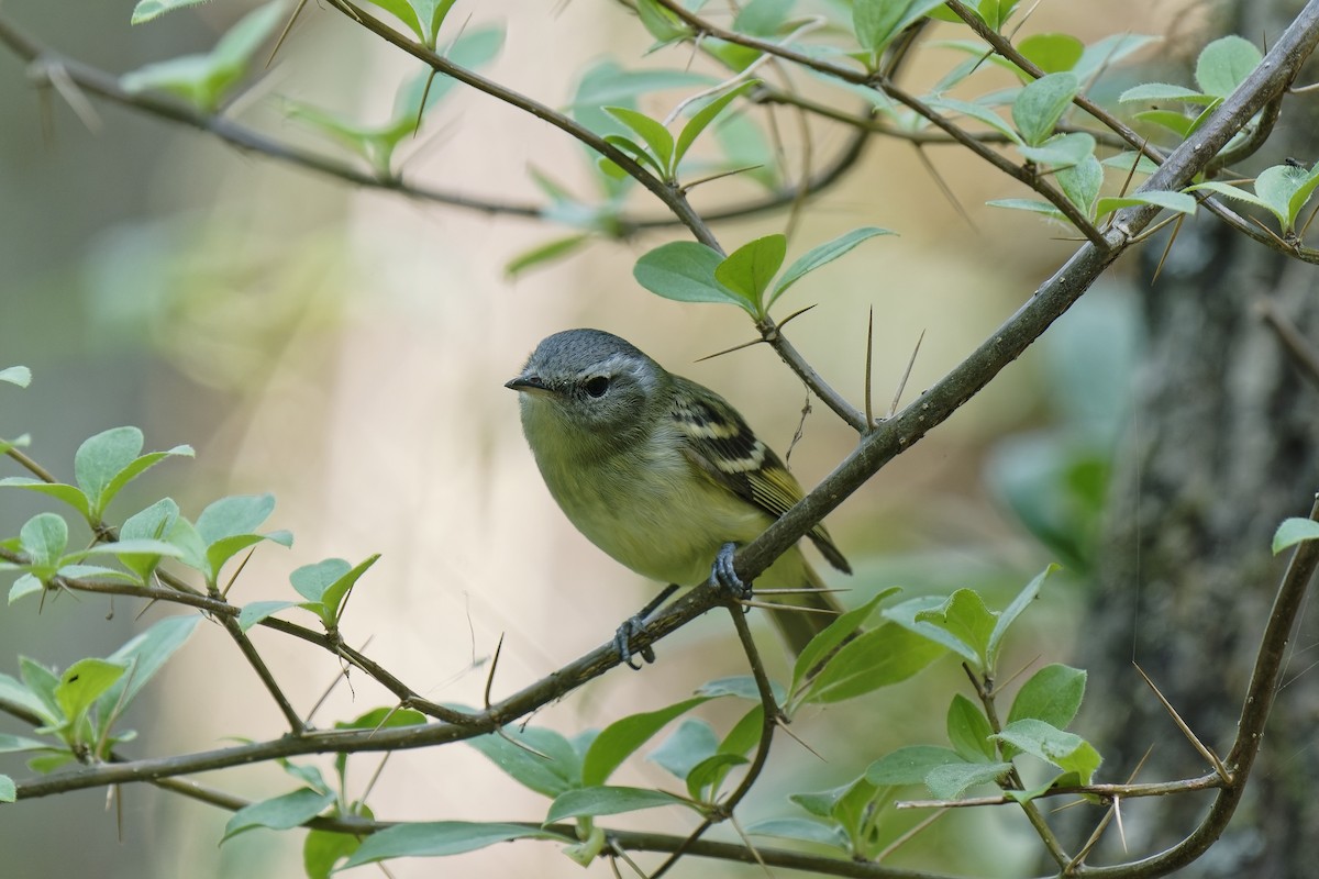 Buff-banded Tyrannulet - ML511512301