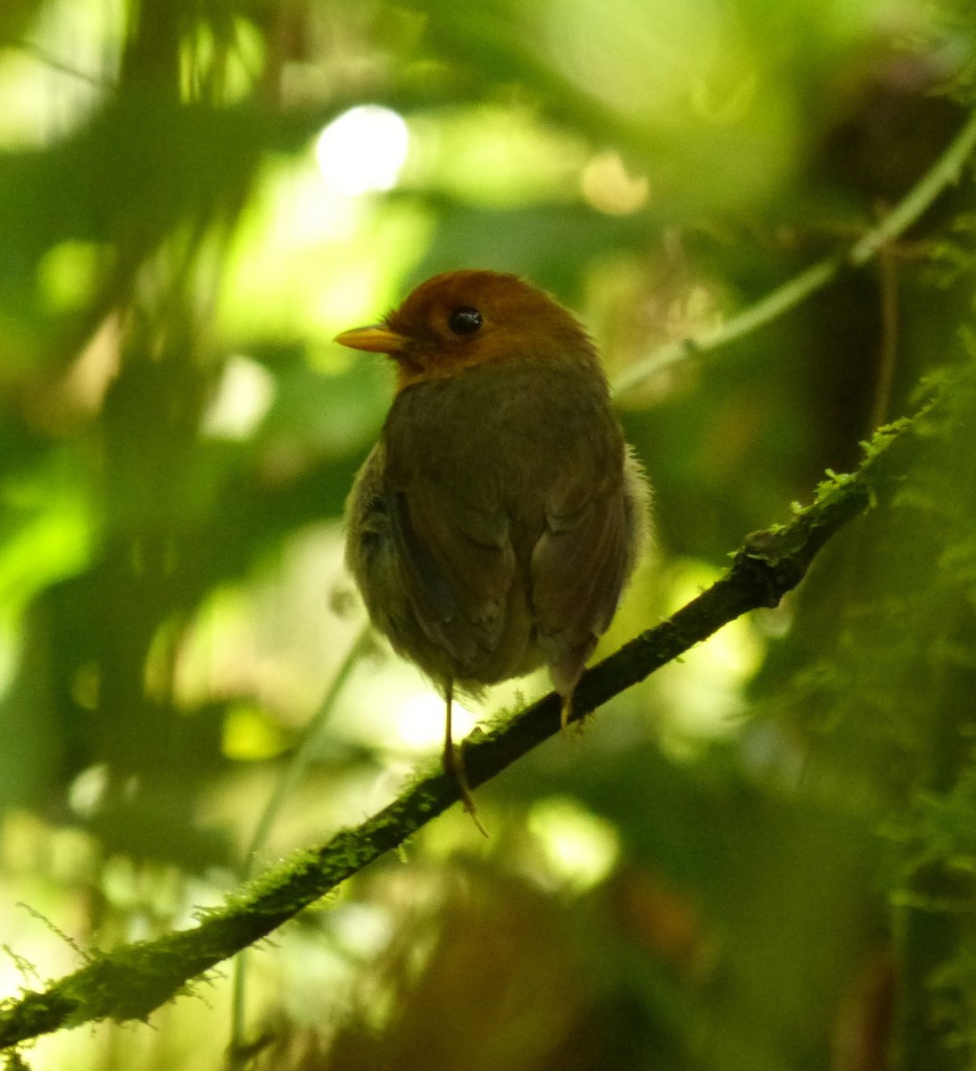 Hooded Antpitta - ML51151311