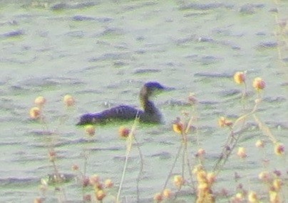 Common Loon - ML511513821