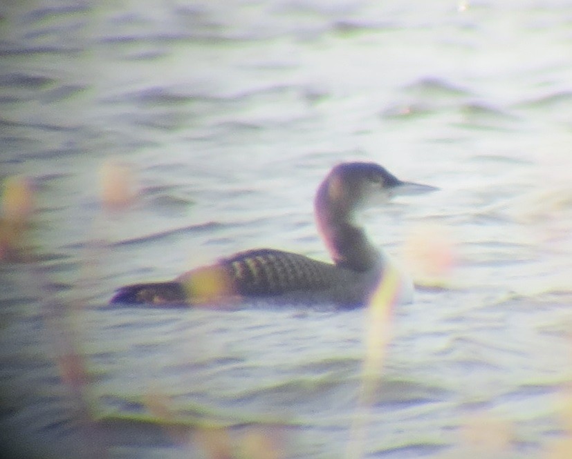 Common Loon - ML511513831