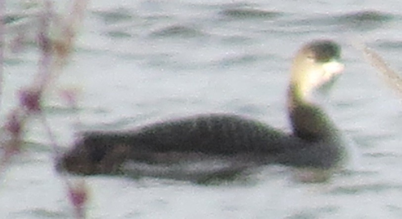 Common Loon - ML511513841