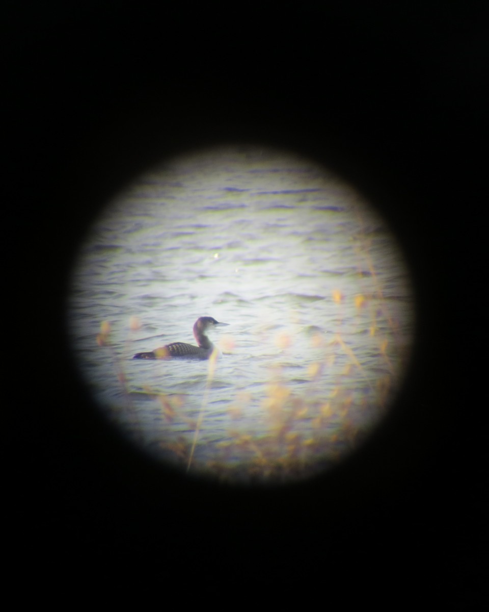 Common Loon - ML511513851